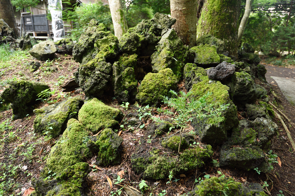 Fototapeta premium The moss-grown wooden picture in the Oshino eight sea