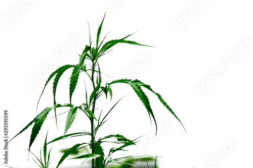 Young cannabis plant  marijuana  isolated on white background