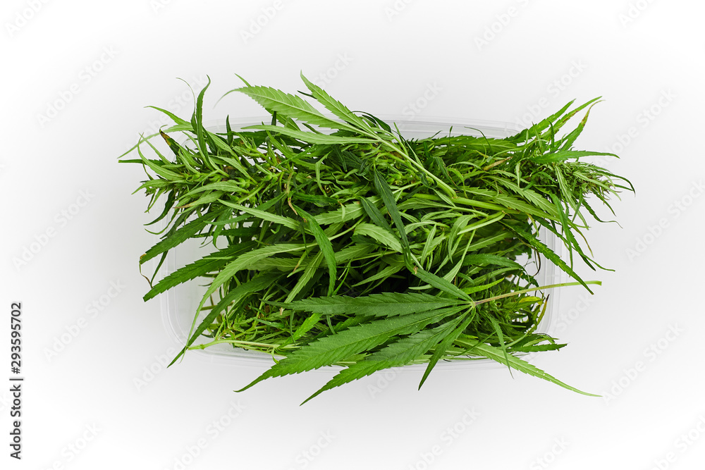 Lots of green leaves and cannabis herb marijuana in a plastic container isolated on white background. Lots of green leaves and cannabis herb marijuana in a plastic container isolated on white background.