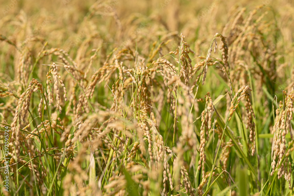 Fototapeta premium 稲穂