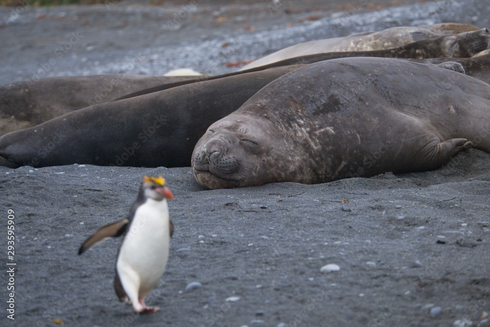Fototapeta premium Royal penguins and elephant seals on Macquarie Island, World Heritage Site, Australia