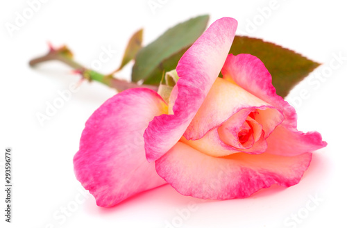Pink rose flower.