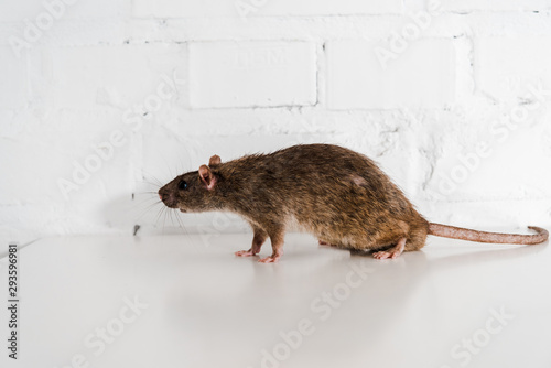 grey and small rat on table near brick wall