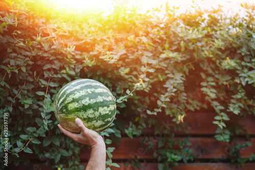 Man's hands hold a watermelon up, wooden background.