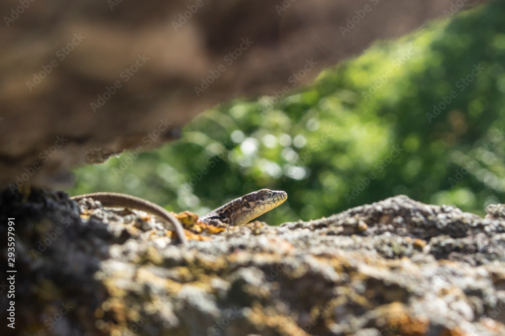 Lizard hiding in the stones. A cold-blooded animal basks in the sun. Fauna of the Crimean mountains.