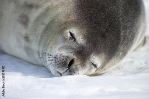 Sleeping Weddell seal on frozen sea at Coulman Island, Ross Sea, Antarctica photo