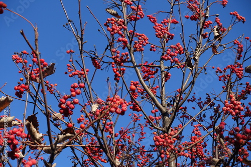 Many red berries on bare branches of whitebeam against blue sky in November