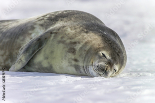 Sleeping Weddell seal on frozen sea at Coulman Island, Ross Sea, Antarctica photo