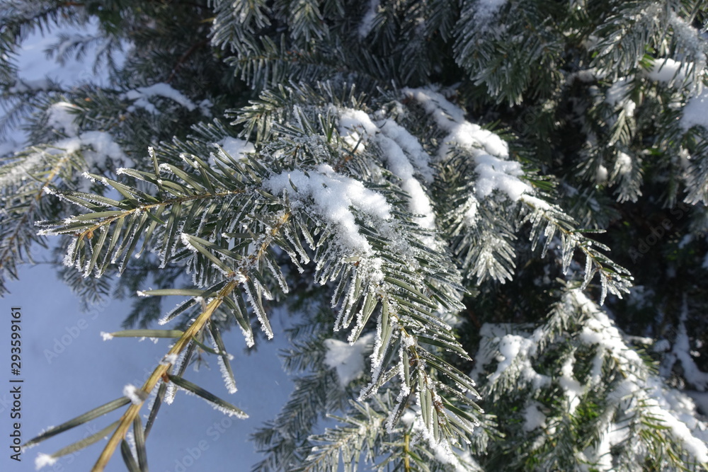 Hoar frost on branches of yew in winter
