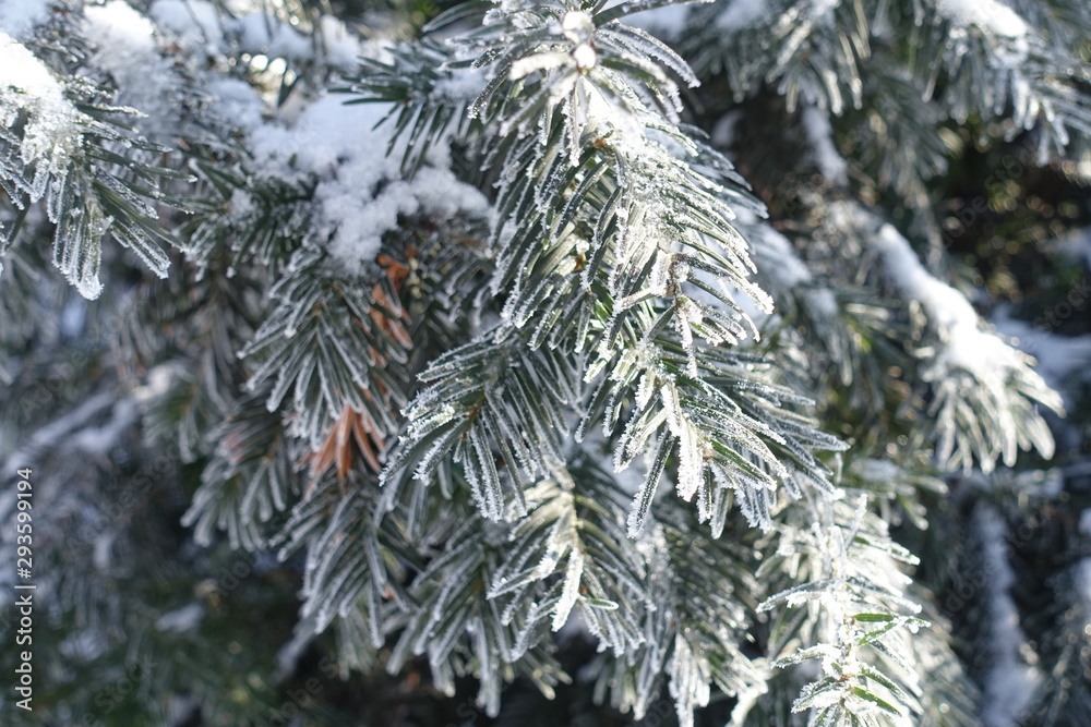 Layer of hoar frost on branches of yew in winter