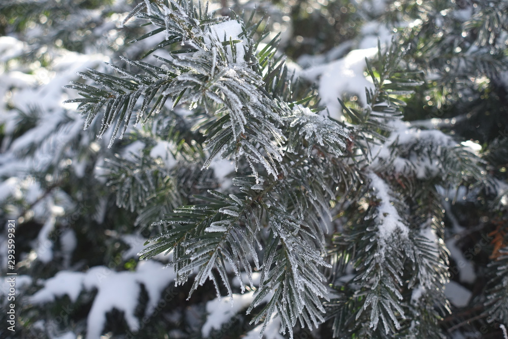 White hoar frost covering branches of yew in winter White hoar frost covering branches of yew in winter