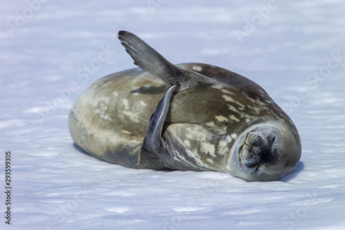Sleeping weddell seal with itch on sea ice Coulman Island Ross Sea, Antarctica. photo