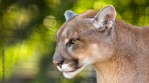 close-up portrait of a puma