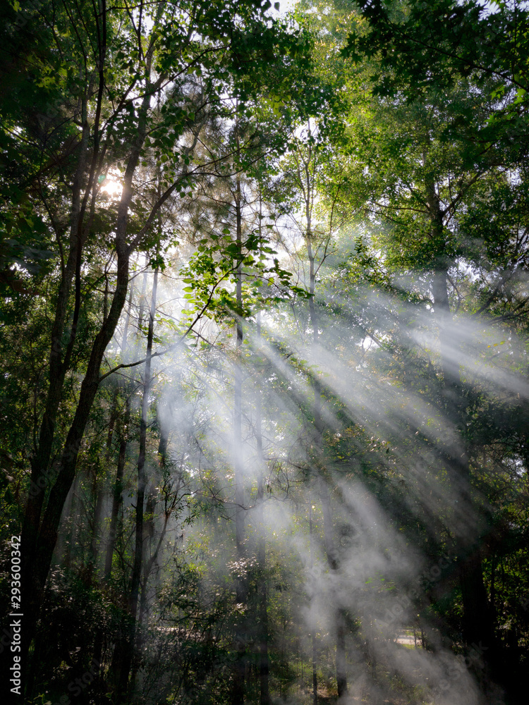 Obraz premium morning in the forest