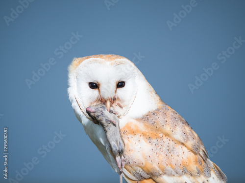 Close up of a barn owl with a mouse