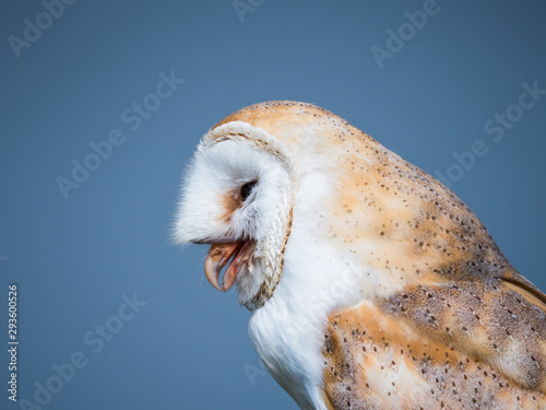 Close up of a barn owl after swallowing a mouse