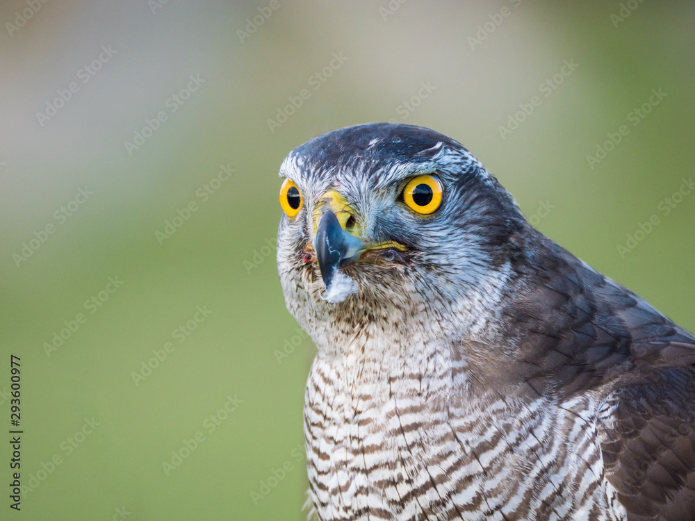 Close up view of a hybrid falcon Close up view of a hybrid falcon