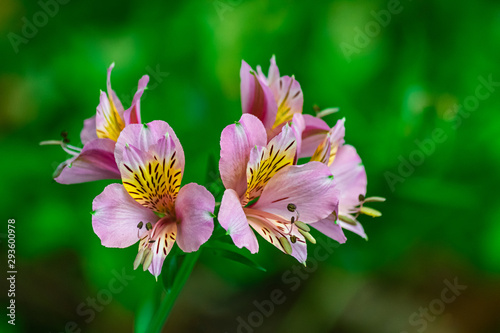 Peruvian lily, (altroemeria aurantiaca ligtu), blooming with dark green vegetation background photo