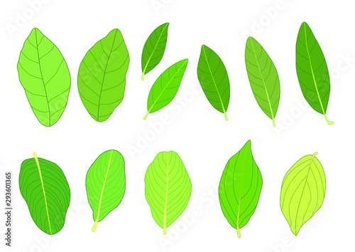 Green Leaves fresh abstract isolated on white background illustration vector