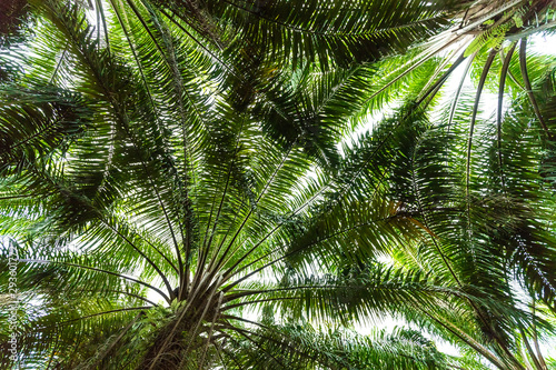 Oil palm tree plantation