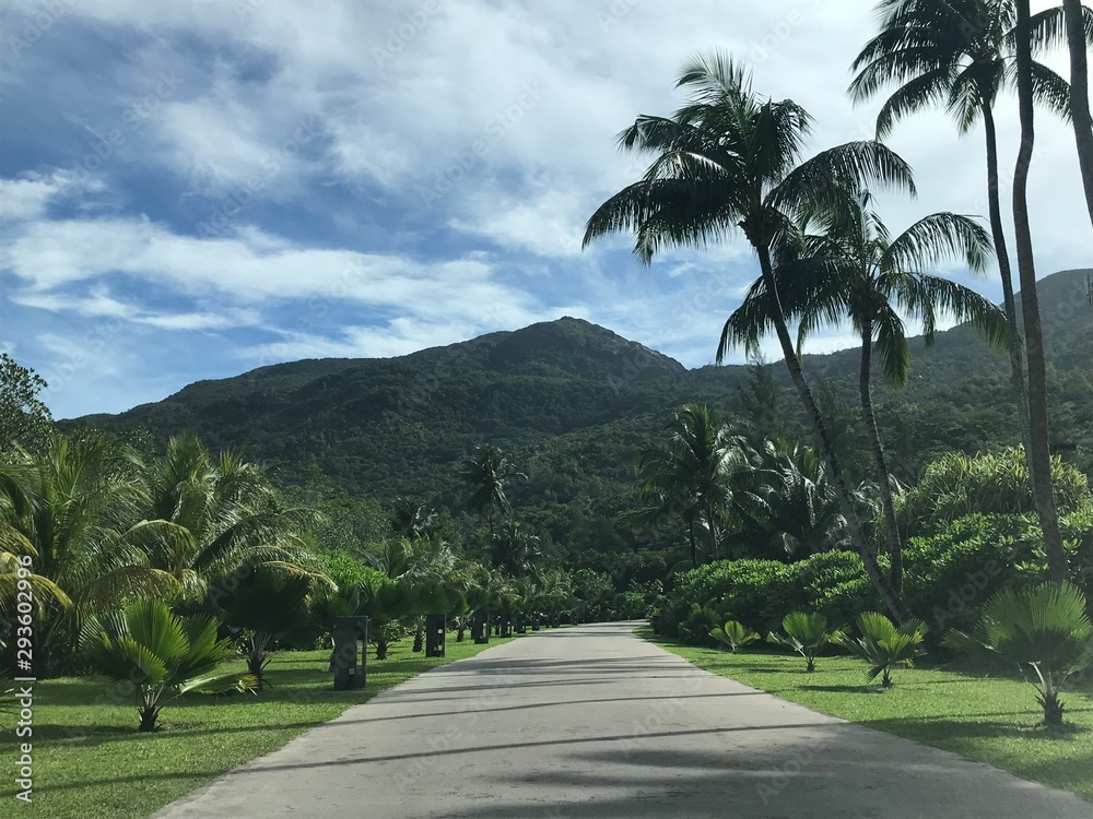 Fototapeta premium Beautiful path between palm trees