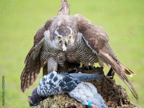 Hybrid falcon devours his dead pigeon prey