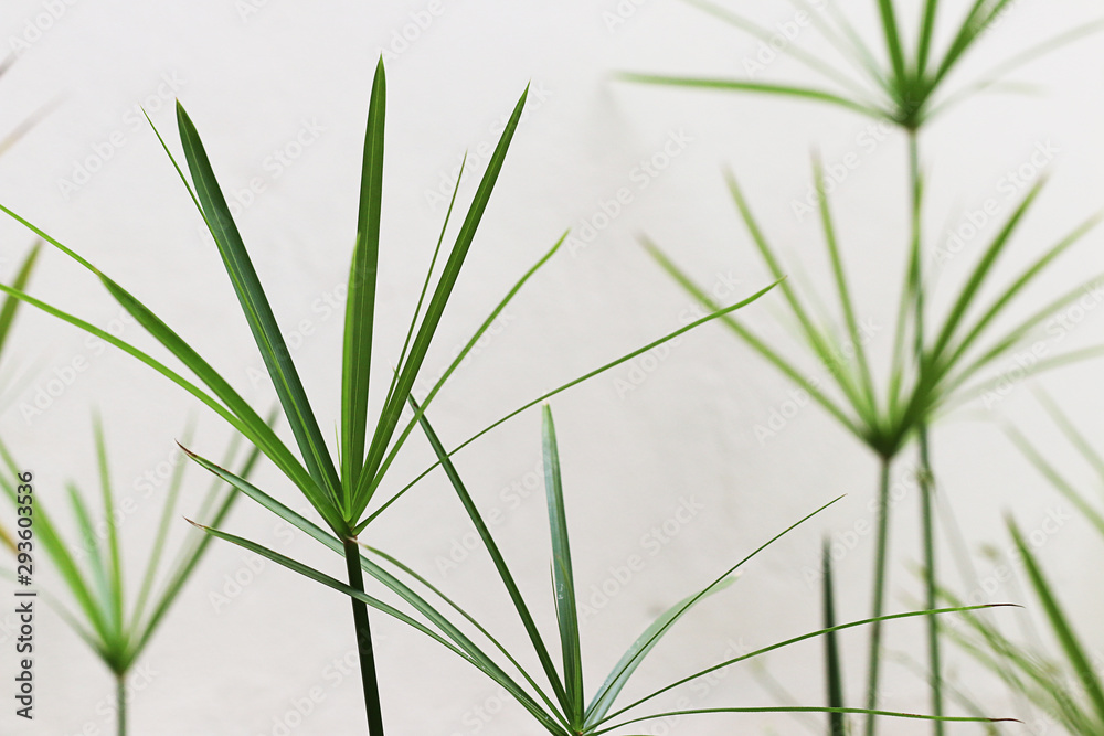 Obraz premium Cyperus esculentus, Straw Colored Flatsedge
