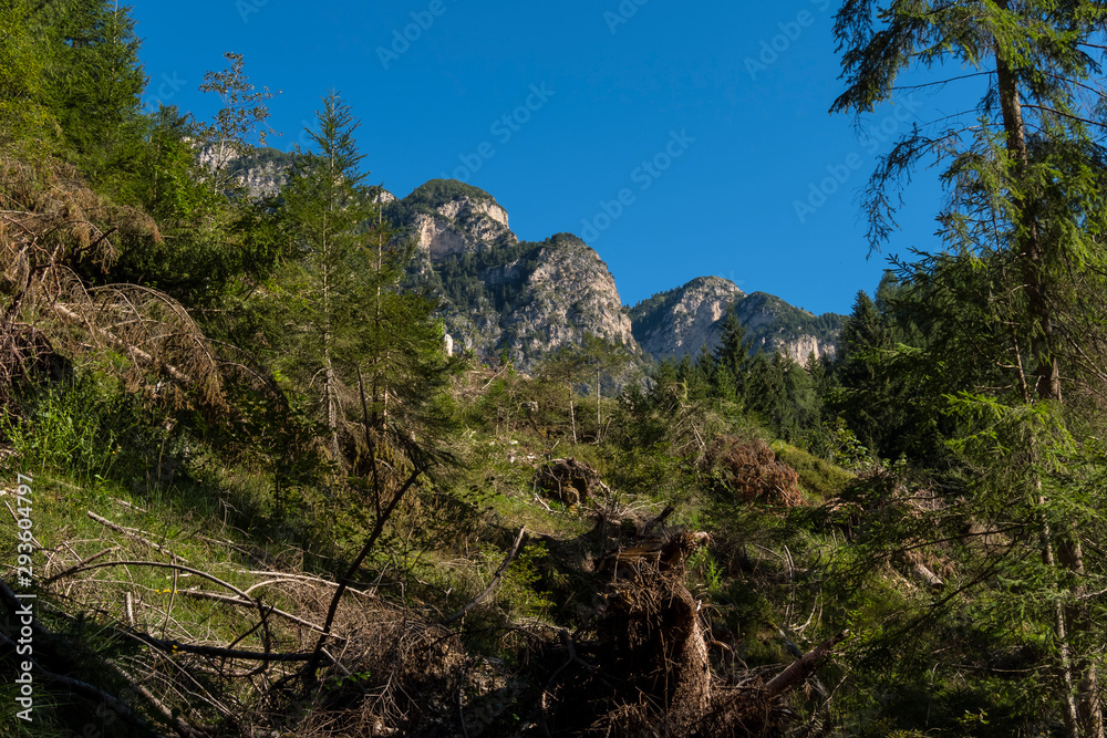Alto Adige Flora sunny day outdoor Alto Adige Flora sunny day outdoor