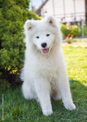 White Samoyed puppy dog is sitting on green grass