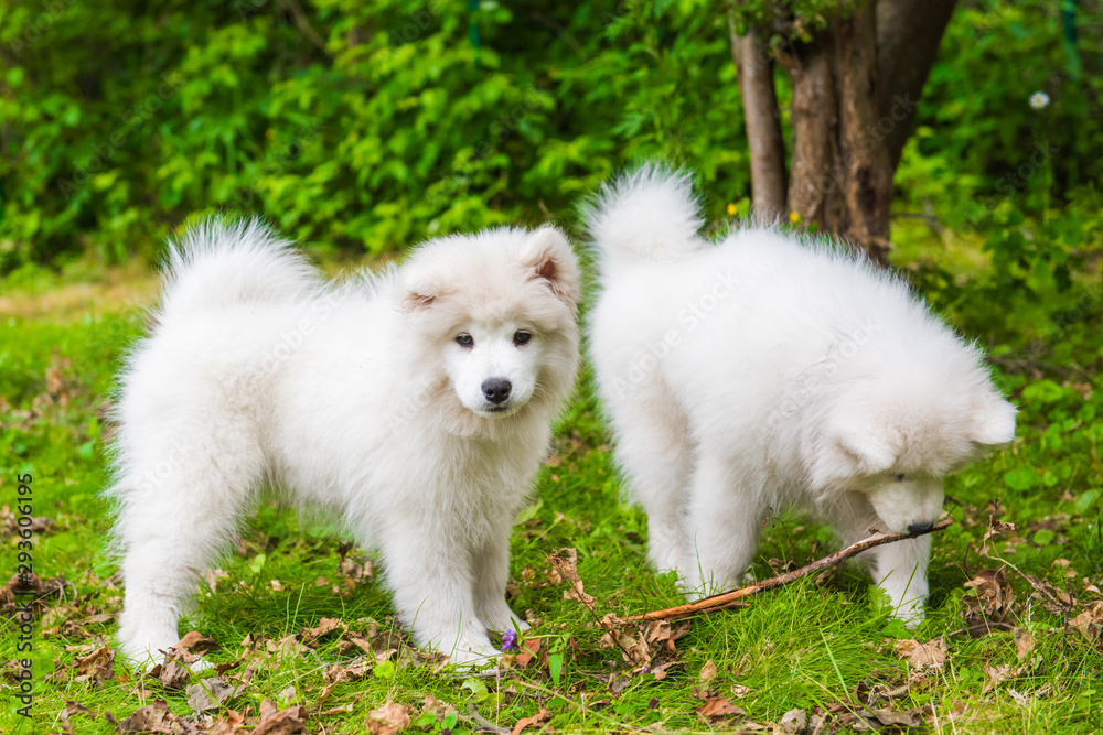 Two Samoyed puppies dogs are playing on grass