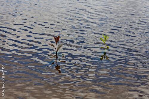 Plants in the flood in shallow water.