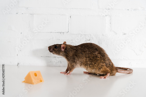 selective focus of tasty cheese cube near small rat on table near brick wall