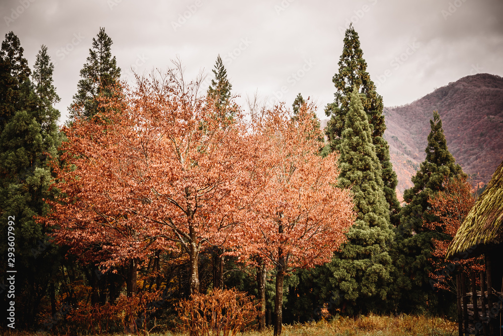 Fototapeta premium arboles con hojas secas otoñales