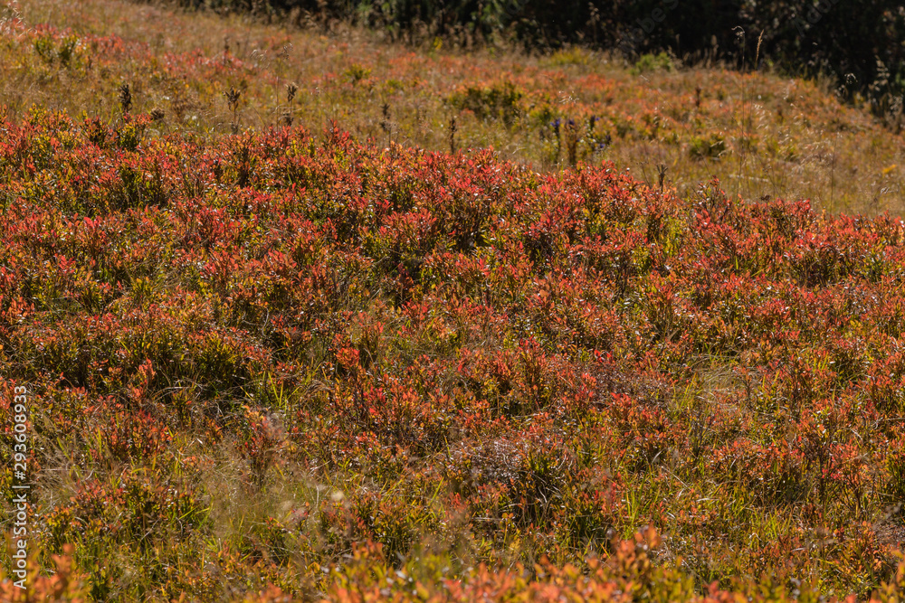 Herbstfarben der Blaubeeren Sträucher auf der Alm