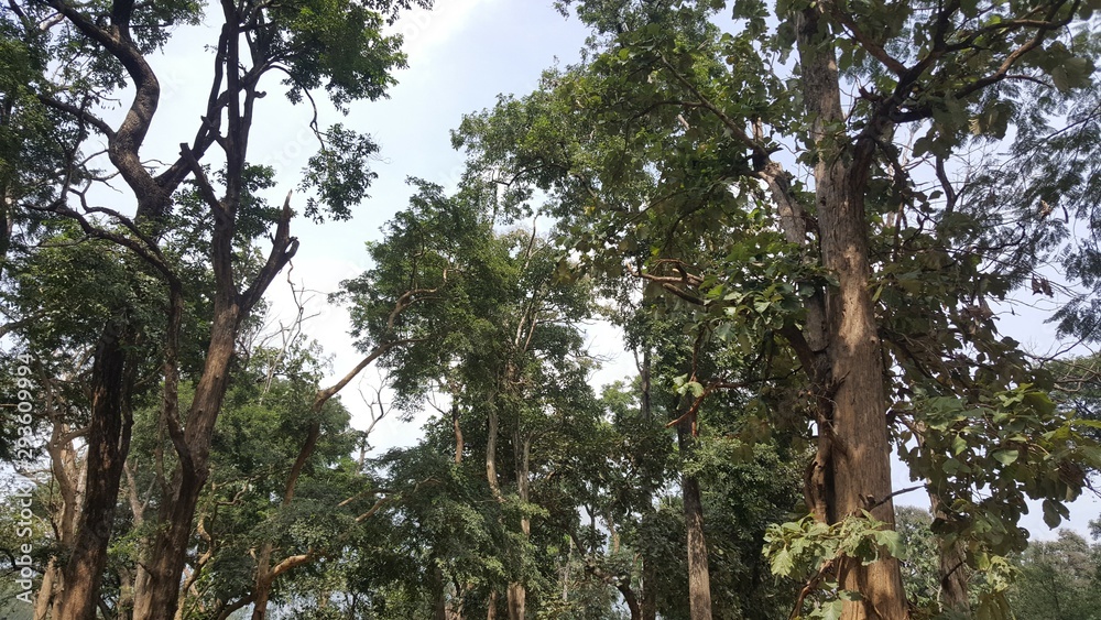 Fototapeta premium Tropical Forest of South India