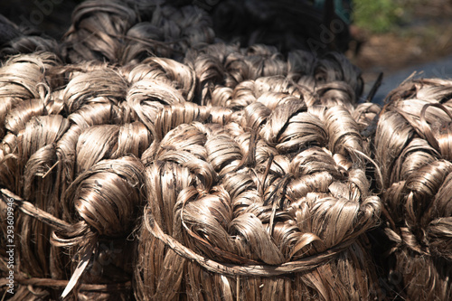 Bilde på lerret Cultivation of jute in India