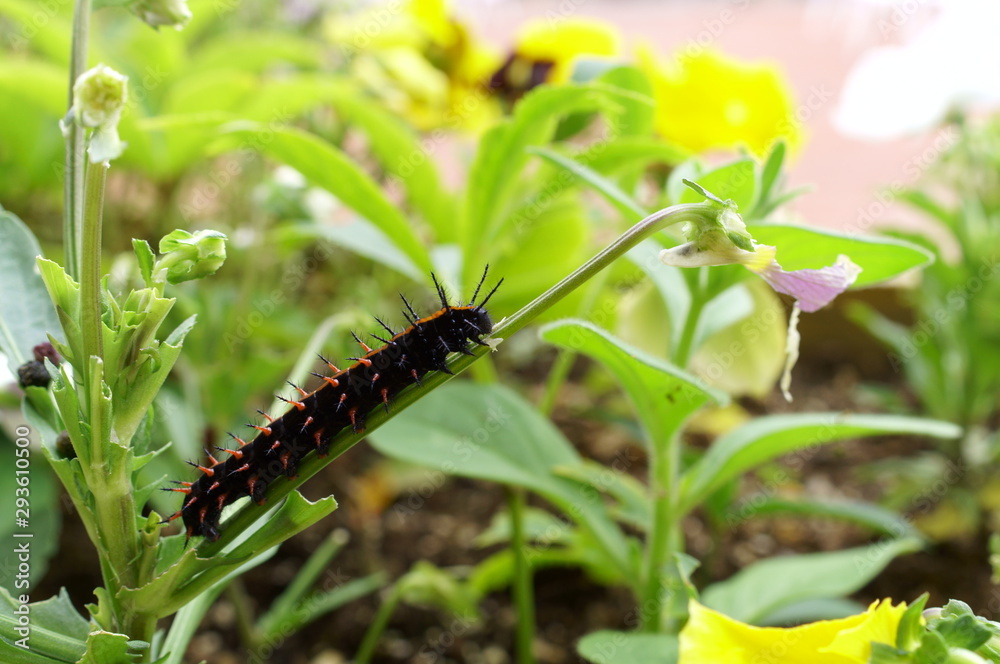 Indian Fritillary larvae eat flowers