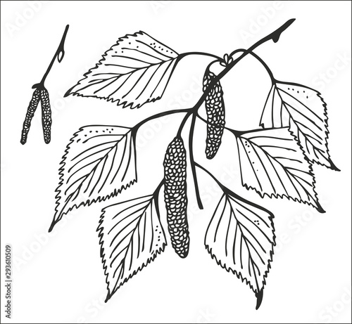 Birch branches with catkins and leaves vector illustration, hand drawn natural tree drawing