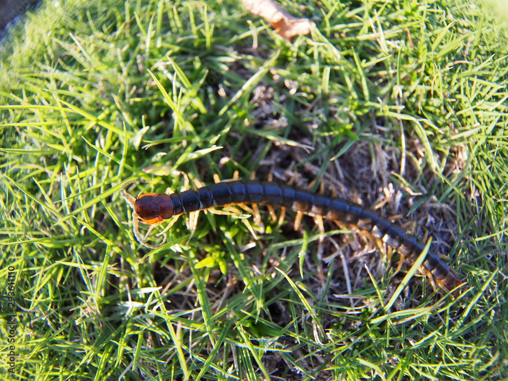 Centipede walking on the lawn