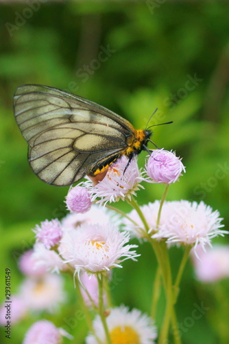 Parnassius citrinarius butterfly