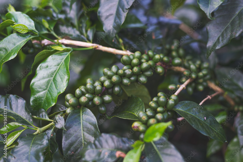 coffee beans on a tree with soft-focus and over light in the background coffee beans on a tree with soft-focus and over light in the background
