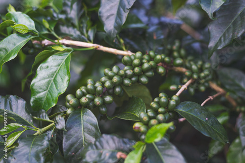 coffee beans on a tree with soft-focus and over light in the background