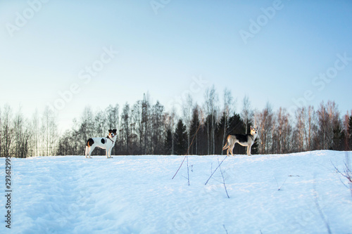 Two dogs at walk on snow a the winter field photo