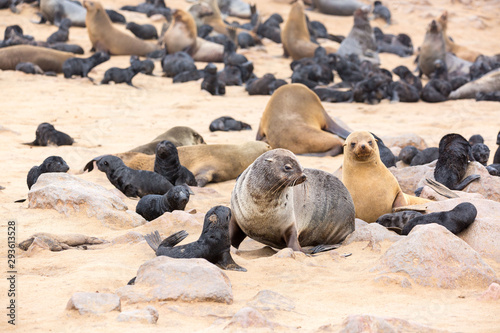 South African Fur Seal colony at Cape Cross Seal Reserve, Namibia, Africa