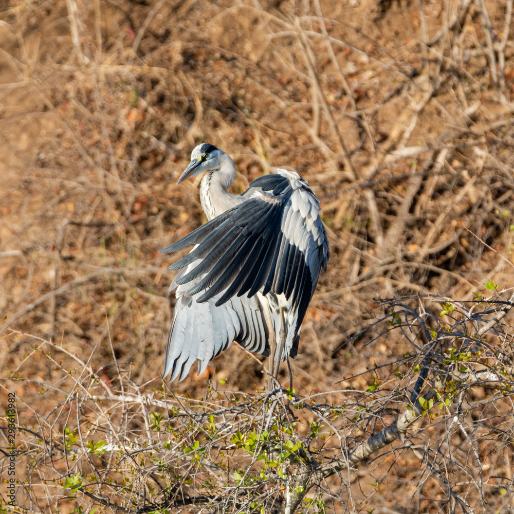 Fototapeta premium Grey Heron