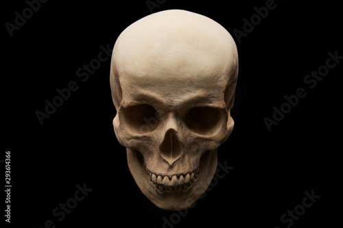  view of skull  on black background  Halloween decoration