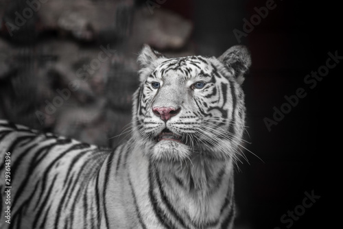Tiger Bengal white variation. Beautiful female white tiger.