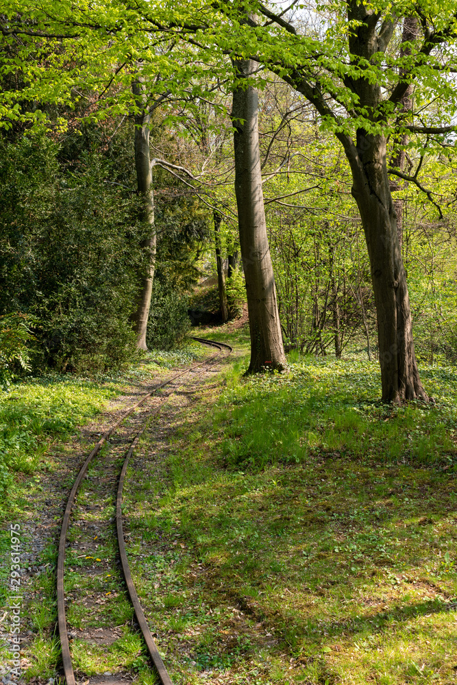 Fototapeta premium path in the forest