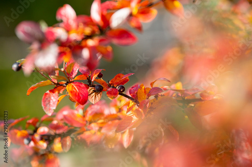 Colorful autumn leaves on a fruit bush © nitka_zaplatana