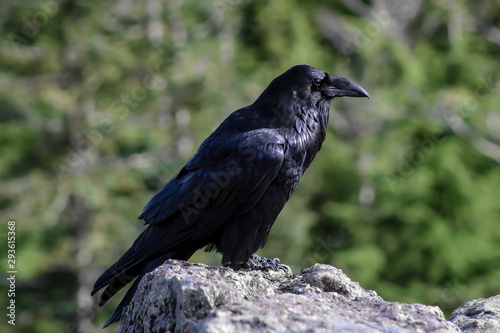 Raven atop Dog Mountain  BC